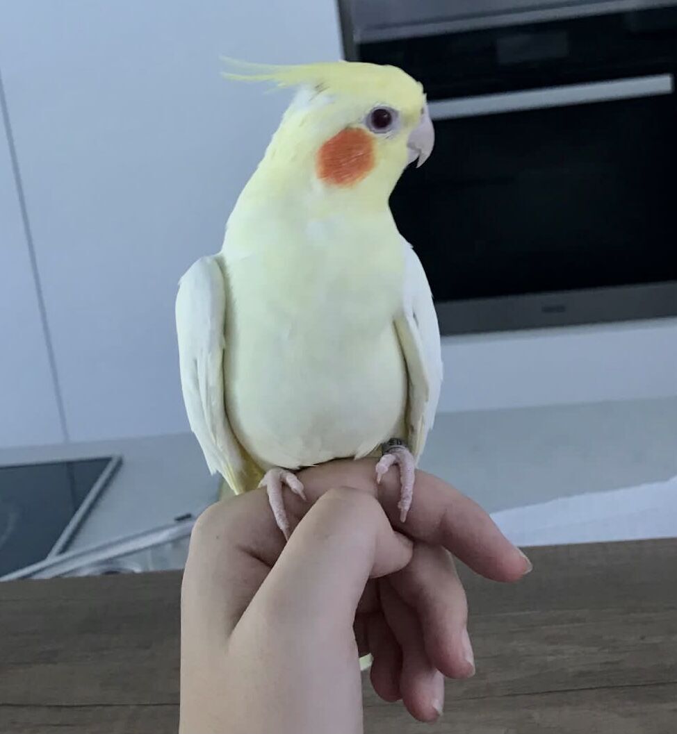 amari